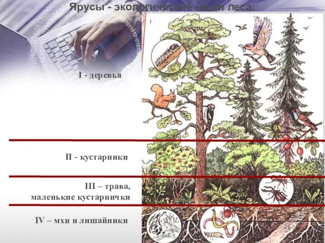 II - кустарники III – трава, маленькие кустарнички IV – мхи и