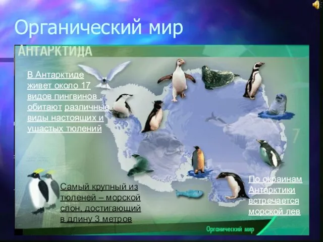 Органический мир В Антарктиде живет около 17 видов пингвинов , обитают различные