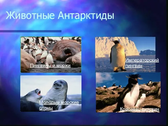 Животные Антарктиды Императорский пингвин Красавец-пингвин Молодые морские слоны Пингвины и моржи