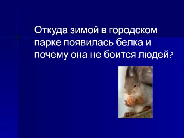 Откуда зимой в городском парке появилась белка и почему она не боится людей?