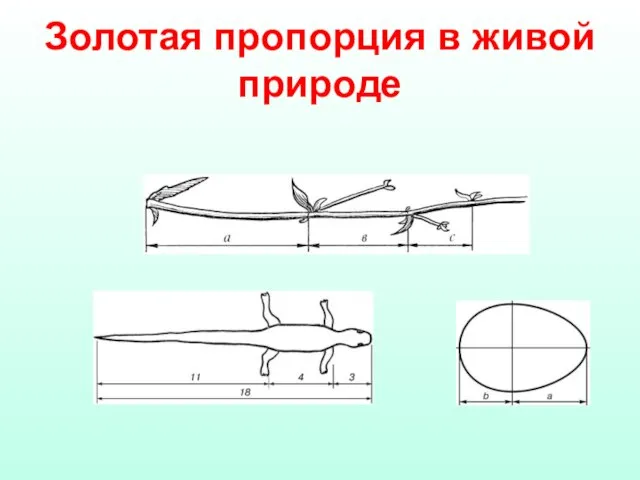 Золотая пропорция в живой природе