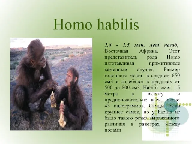 Homo habilis 2.4 - 1.5 млн. лет назад, Восточная Африка. Этот представитель