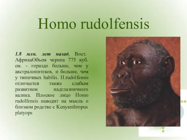 Homo rudolfensis 1.8 млн. лет назад, Вост. АфрикаОбъем черепа 775 куб. см.