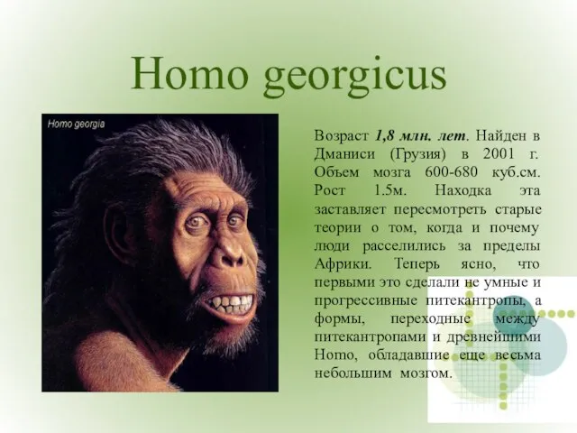 Homo georgicus Возраст 1,8 млн. лет. Найден в Дманиси (Грузия) в 2001