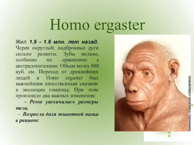 Homo ergaster Жил 1.9 - 1.6 млн. лет назад. Череп округлый, надбровные