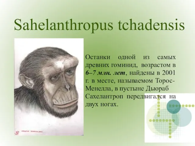 Sahelanthropus tchadensis . Останки одной из самых древних гоминид, возрастом в 6–7