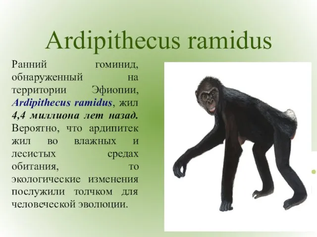Ardipithecus ramidus Ранний гоминид, обнаруженный на территории Эфиопии, Ardipithecus ramidus, жил 4,4