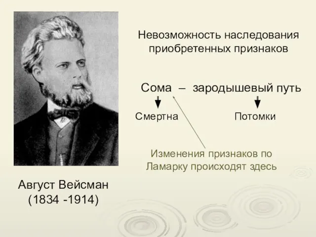 Невозможность наследования приобретенных признаков Август Вейсман (1834 -1914) Сома – зародышевый путь