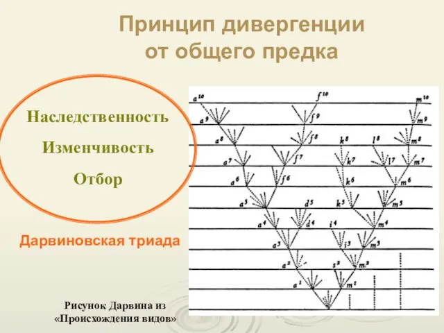 Рисунок Дарвина из «Происхождения видов» Наследственность Изменчивость Отбор Принцип дивергенции от общего предка Дарвиновская триада