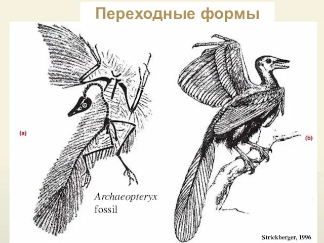 Strickberger, 1996 Archaeopteryx fossil Переходные формы