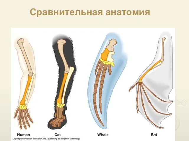 Сравнительная анатомия