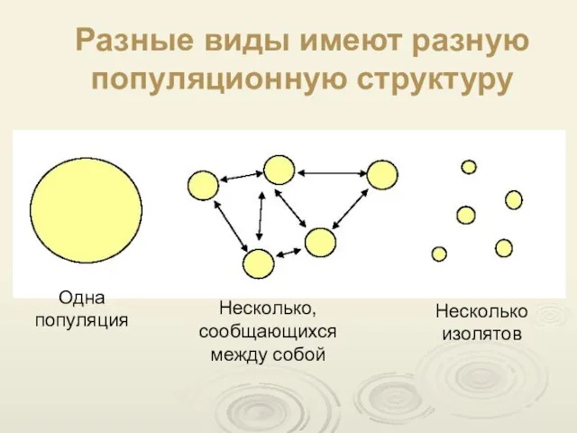 Разные виды имеют разную популяционную структуру Одна популяция Несколько, сообщающихся между собой Несколько изолятов