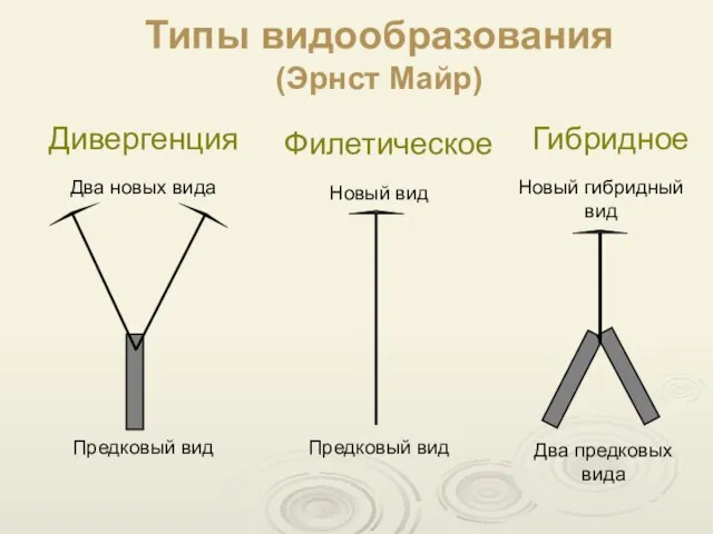 Типы видообразования (Эрнст Майр) Филетическое Гибридное Дивергенция Предковый вид Новый вид Предковый