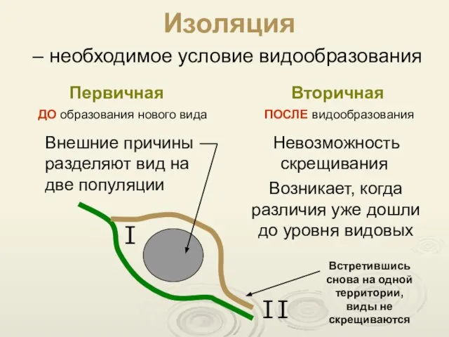 Изоляция – необходимое условие видообразования Первичная Вторичная Внешние причины разделяют вид на