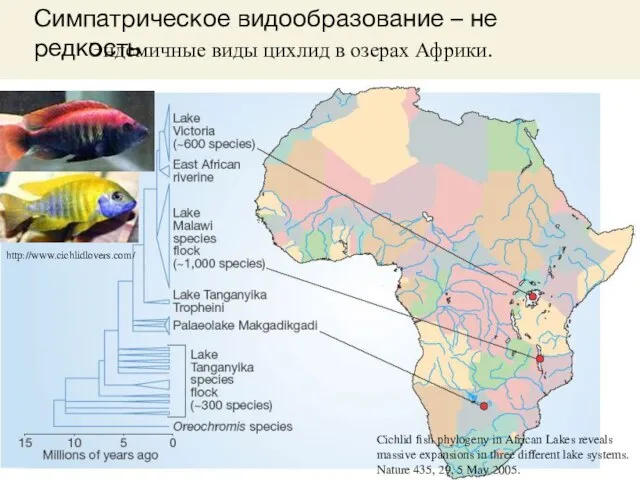 Cichlid fish phylogeny in African Lakes reveals massive expansions in three different