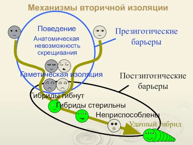 Механизмы вторичной изоляции Поведение Анатомическая невозможность скрещивания Гаметическая изоляция Презиготические барьеры Постзиготические барьеры