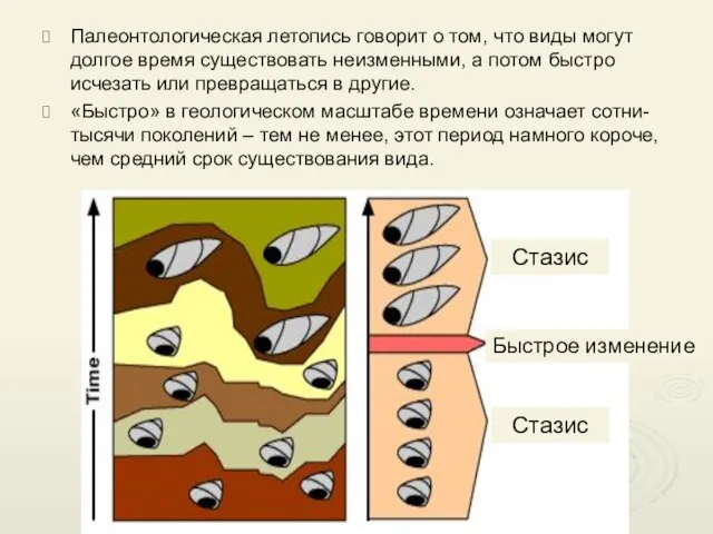 Палеонтологическая летопись говорит о том, что виды могут долгое время существовать неизменными,