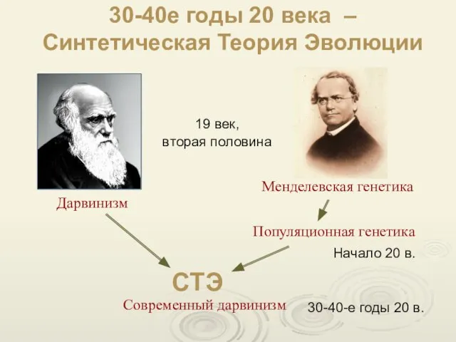 Менделевская генетика Дарвинизм 30-40е годы 20 века – Синтетическая Теория Эволюции СТЭ