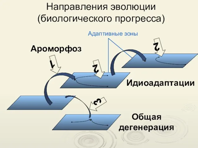 Направления эволюции (биологического прогресса) 1 3 2 Ароморфоз Идиоадаптации Общая дегенерация 2 Адаптивные зоны