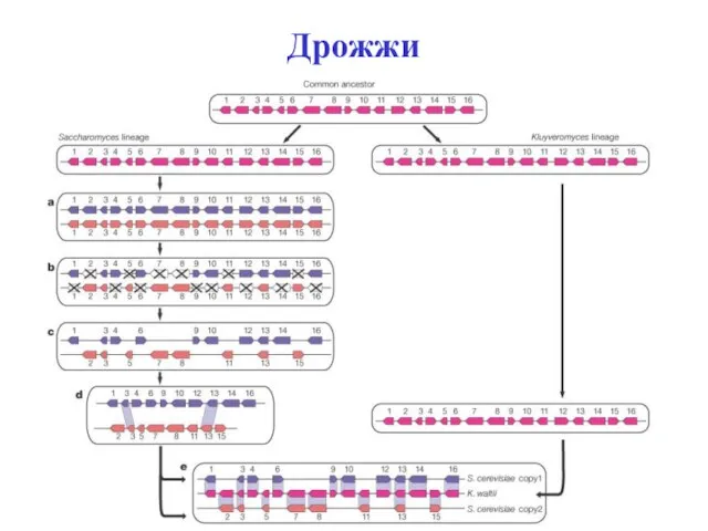 Дрожжи