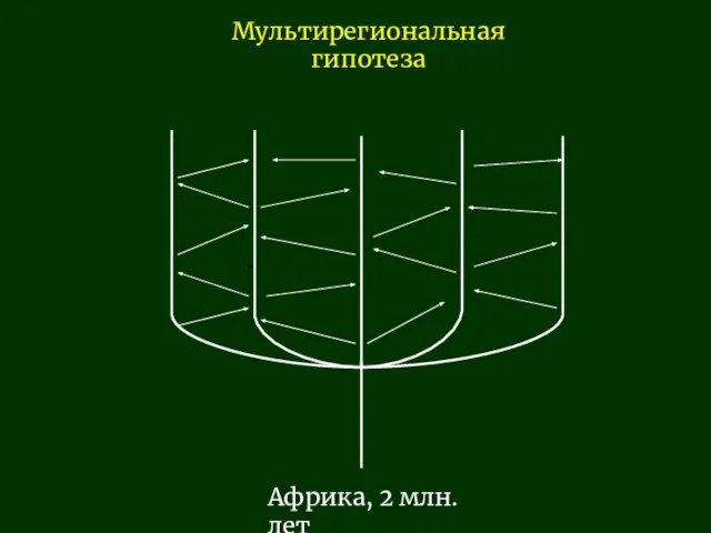 Африка, 2 млн. лет Мультирегиональная гипотеза