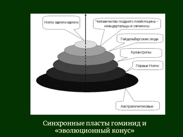 Синхронные пласты гоминид и «эволюционный конус»