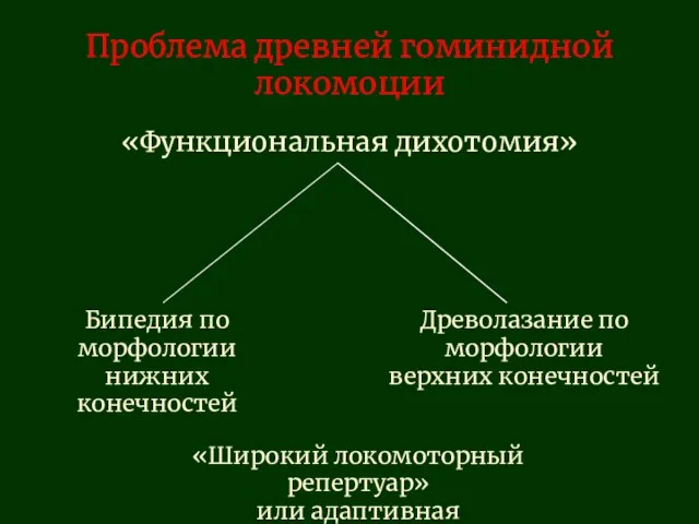 Проблема древней гоминидной локомоции «Функциональная дихотомия» Бипедия по морфологии нижних конечностей Древолазание