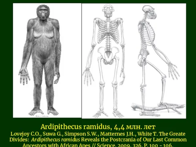 Ardipithecus ramidus, 4,4 млн. лет Lovejoy C.O., Suwa G., Simpson S.W., Matternes