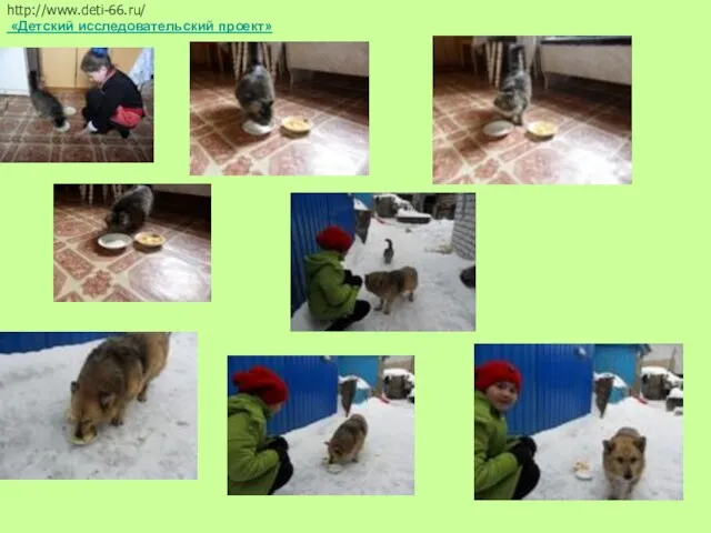 1. Кошке в одну тарелку положила чипсы, а в другую- вареный рис. http://www.deti-66.ru/ «Детский исследовательский проект»