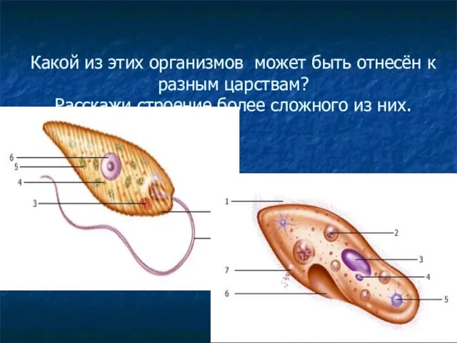 Какой из этих организмов может быть отнесён к разным царствам? Расскажи строение более сложного из них.