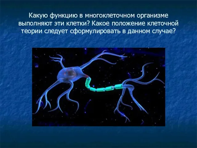 Какую функцию в многоклеточном организме выполняют эти клетки? Какое положение клеточной теории