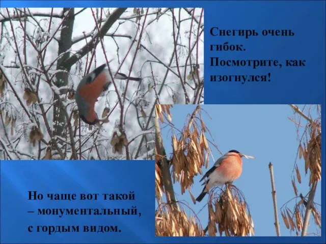 Снегирь очень гибок. Посмотрите, как изогнулся! Но чаще вот такой – монументальный,