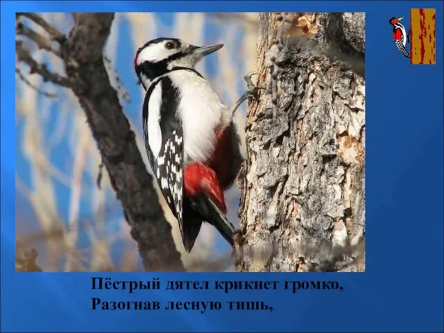 Пёстрый дятел крикнет громко, Разогнав лесную тишь, Пёстрый дятел крикнет громко, разогнав лесную тишь,