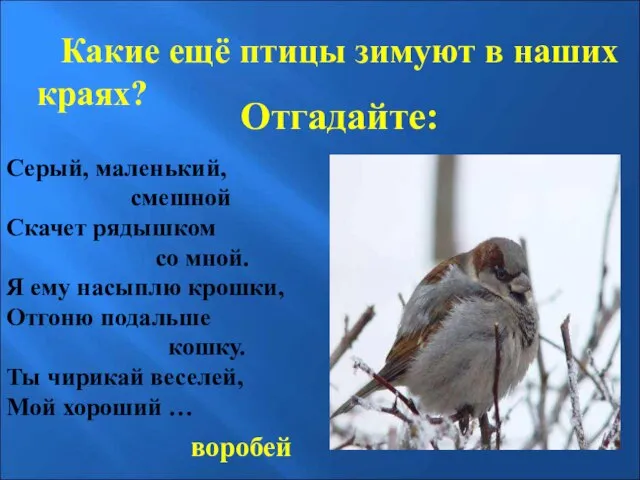 Отгадайте: Какие ещё птицы зимуют в наших краях? Серый, маленький, смешной Скачет