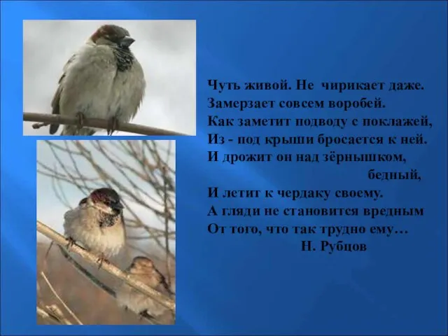 Чуть живой. Не чирикает даже. Замерзает совсем воробей. Как заметит подводу с