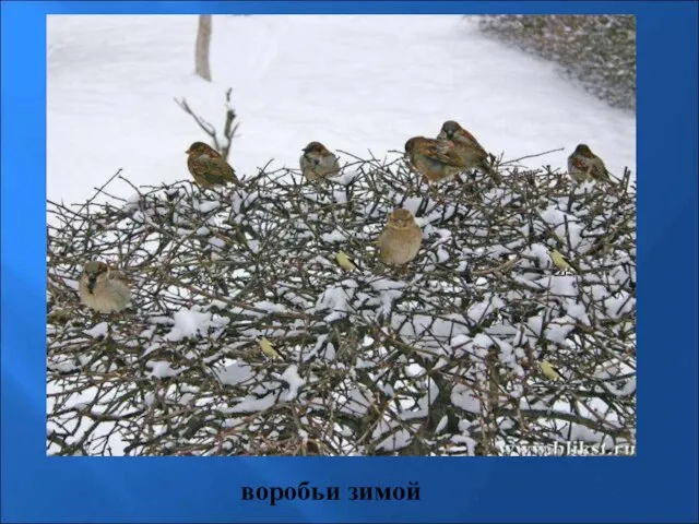 воробьи зимой Воробьи зимой