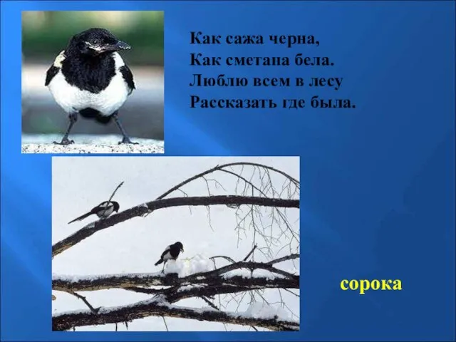 Как сажа черна, Как сметана бела. Люблю всем в лесу Рассказать где