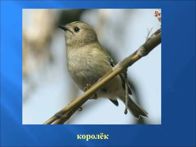 королёк Королёк