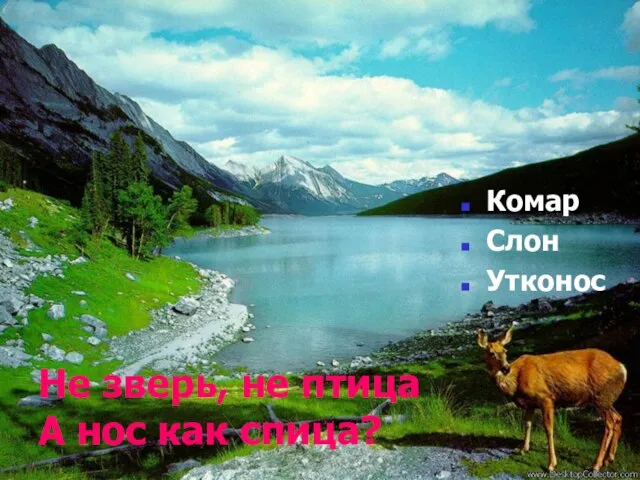 Не зверь, не птица А нос как спица? Комар Слон Утконос