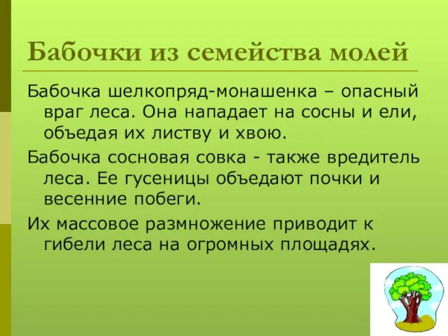 Бабочки из семейства молей Бабочка шелкопряд-монашенка – опасный враг леса. Она нападает