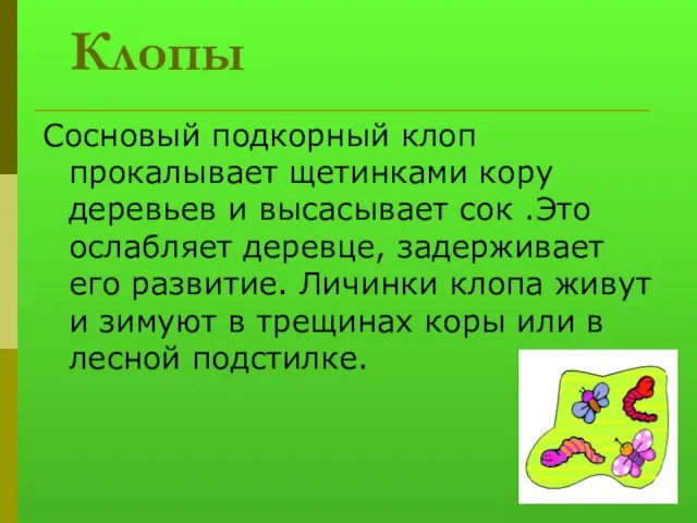 Клопы Сосновый подкорный клоп прокалывает щетинками кору деревьев и высасывает сок .Это