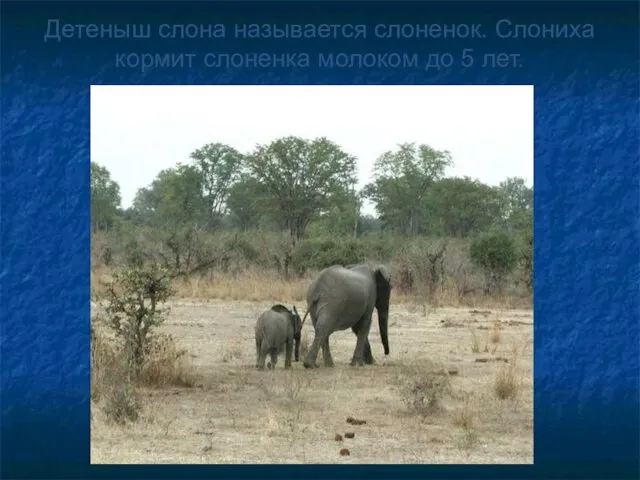 Детеныш слона называется слоненок. Слониха кормит слоненка молоком до 5 лет.