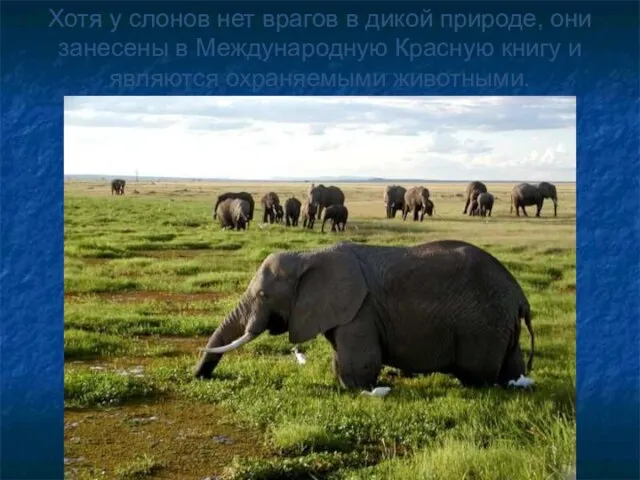 Хотя у слонов нет врагов в дикой природе, они занесены в Международную