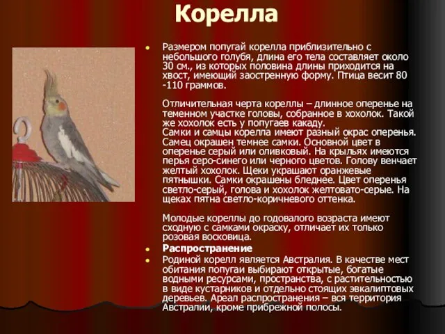 Корелла Размером попугай корелла приблизительно с небольшого голубя, длина его тела составляет