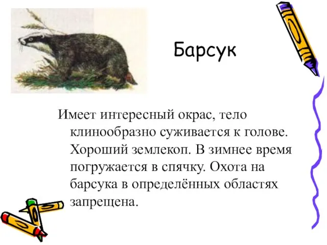 Барсук Имеет интересный окрас, тело клинообразно суживается к голове. Хороший землекоп. В