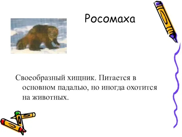 Росомаха Своеобразный хищник. Питается в основном падалью, но иногда охотится на животных.