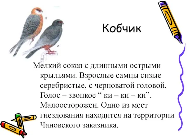 Кобчик Мелкий сокол с длинными острыми крыльями. Взрослые самцы сизые серебристые, с