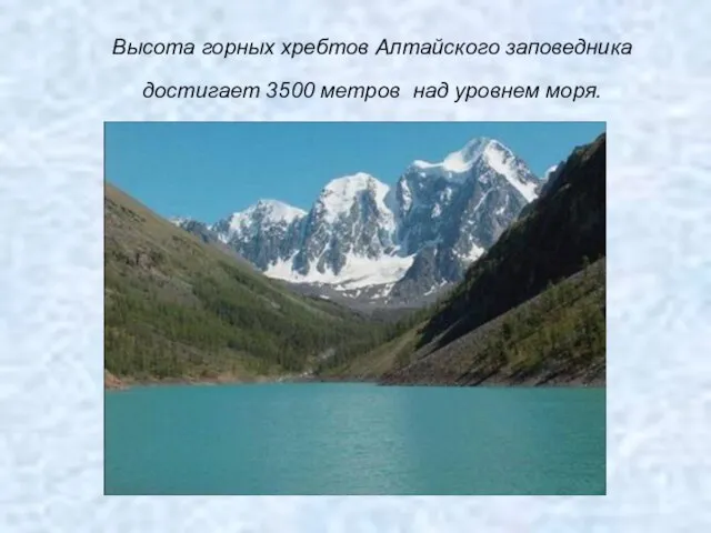 Высота горных хребтов Алтайского заповедника достигает 3500 метров над уровнем моря.