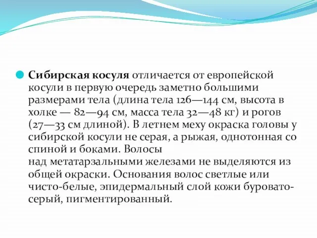 Сибирская косуля отличается от европейской косули в первую очередь заметно большими размерами