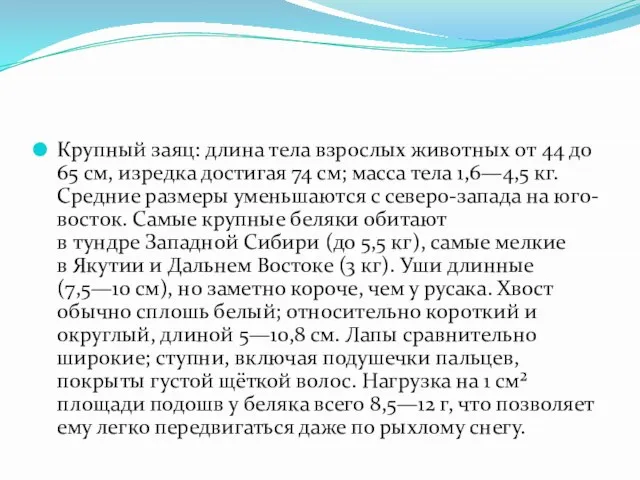 Крупный заяц: длина тела взрослых животных от 44 до 65 см, изредка